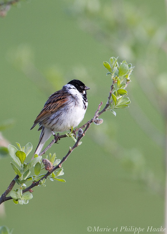 Bruant des roseaux 7121_wm.jpg - Bruant des roseaux, Emberiza schoeniclus, Common Reed Bunting (Suède, juin 2011)